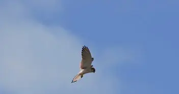 Hope in the Air for Endangered Wren and Falcon