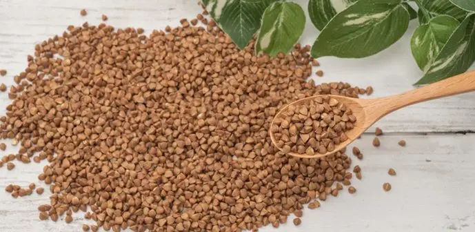 Australia Research Flags Buckwheat as Future Space Food Supply Solution buckwheat