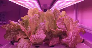 Global collaboration scales plant growth in space