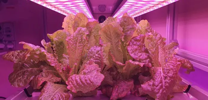 Global collaboration scales plant growth in space