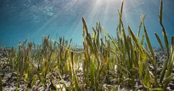 Flinders Uni Researchers Deliver Cost-Effective Seascape Elevation Data