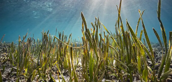 Flinders Uni Researchers Deliver Cost-Effective Seascape Elevation Data